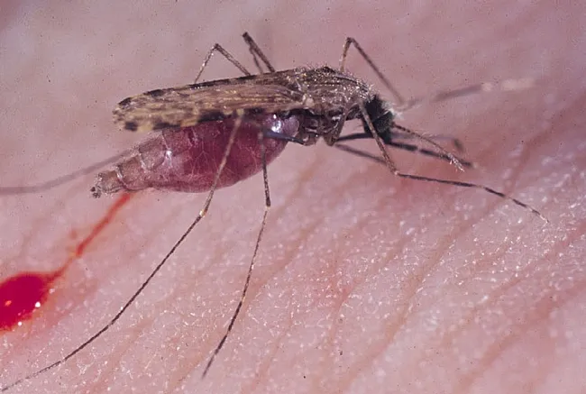 The malaria mosquito, Anopheles gambiae. Julián Hillyer, associate professor of biological sciences, Vanderbilt Institute for Infection, Immunology and Inflammation, Nashville, Tenn., will speak on the malaria mosquito at 4:10 p.m., Wednesday, Oct. 23, in 122 Briggs Hall, UC Davis. (Photo by Anthony Cornel, UC Davis)