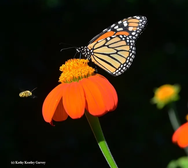A native bee, Melissodes agilis targets a monarch on a Mexican sunflower (Tithonia). (Photo by Kathy Keatley Garvey)