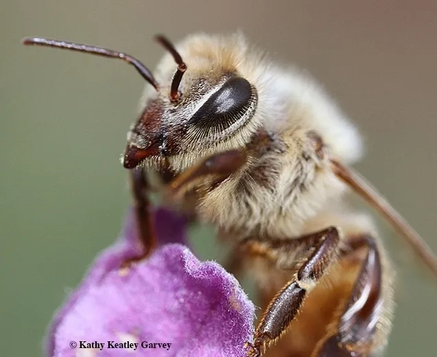 The honey bee is responsible for pollinating about one-third of the food in our diet. (Photo by Kathy Keatley Garvey)