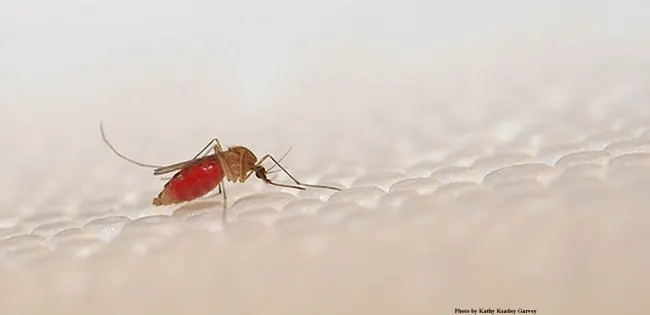 Culex quinquefasciatus, the Southern house mosquito, one of the insects that Walter Leal studies. (Photo by Kathy Keatley Garvey)