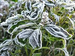 frost