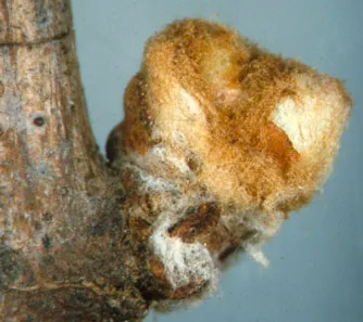 Dormant bud swell