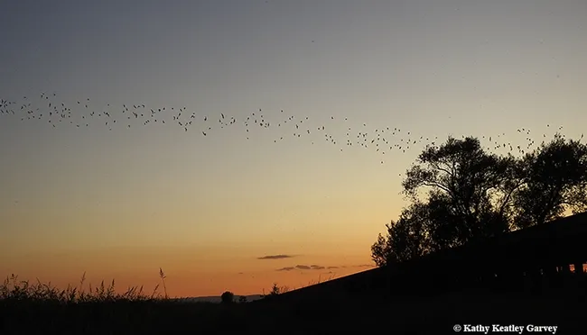 Mexican free-tailed batsleaving Yolo Causeway at dusk on Sept. 10, 2019. (Photo by Kathy Keatley Garvey)
