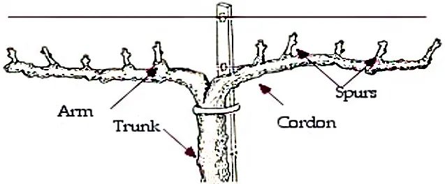 Pruned mature vine