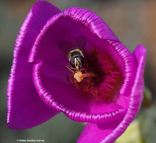 A syrphid tucked inside the petals of a rock purslane, Calandrinia grandiflora. (Photo by Kathy Keatley Garvey)