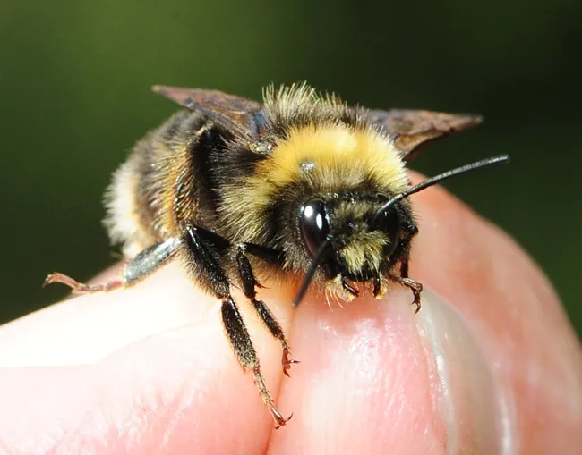 The Western bumble bee, Bombus occidentalis, is a candidate to be listed under the Endangered Species Act. (Photo by Kathy Keatley Garvey)