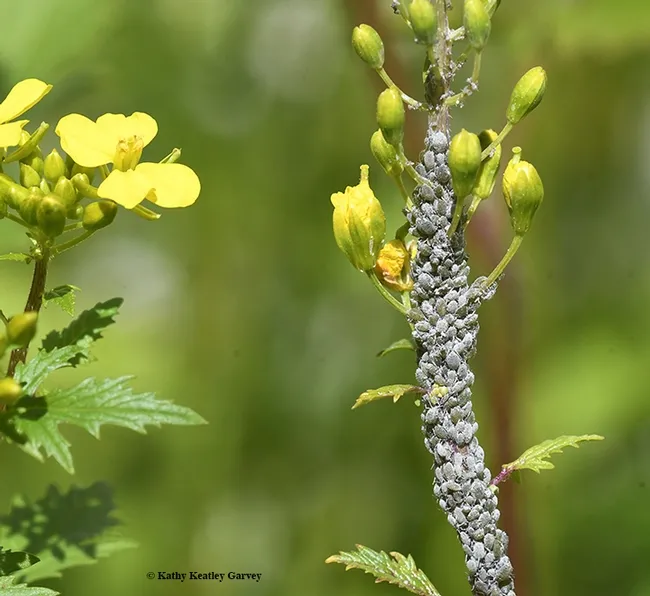 These cabbage aphids, Brevicoryne brassicae, are not practicing social distancing on this yellow mustard. (Photo by Kathy Keatley Garvey)