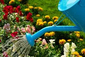 watering flowers