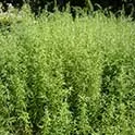 Artemisia_dracunculus_HRM