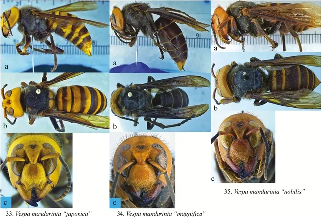 This is an illustration that appears in the current edition of the journal Insect Systematics and Diversity. It is the work of Allan Smith-Pardo of USDA.