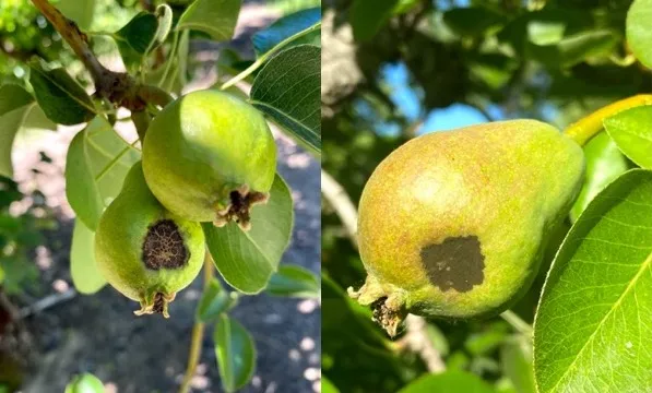 PearScab
