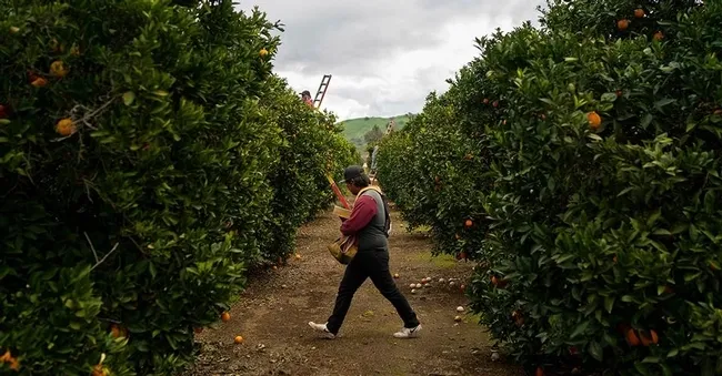 Diane Nelson of the UC College of Agricultural and Environmental Sciences won a bronze award for her piece on "Can Science Save Citrus?"