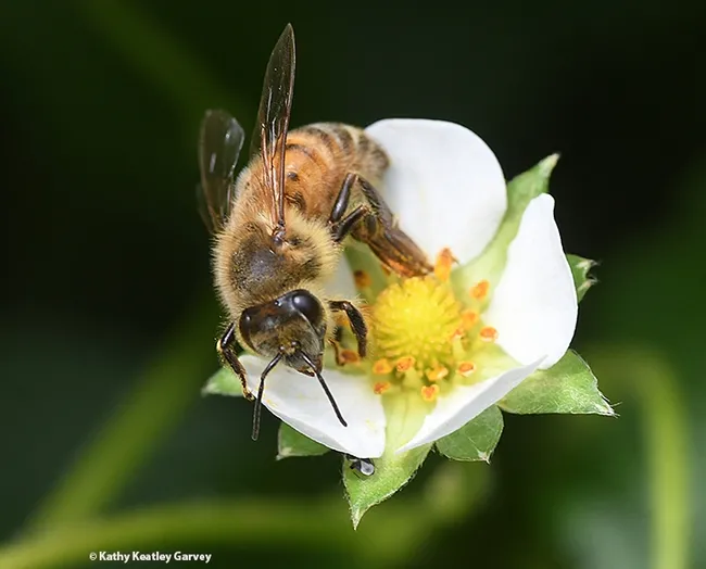 Berry berry fine, she pronounces. (Photo by Kathy Keatley Garvey)