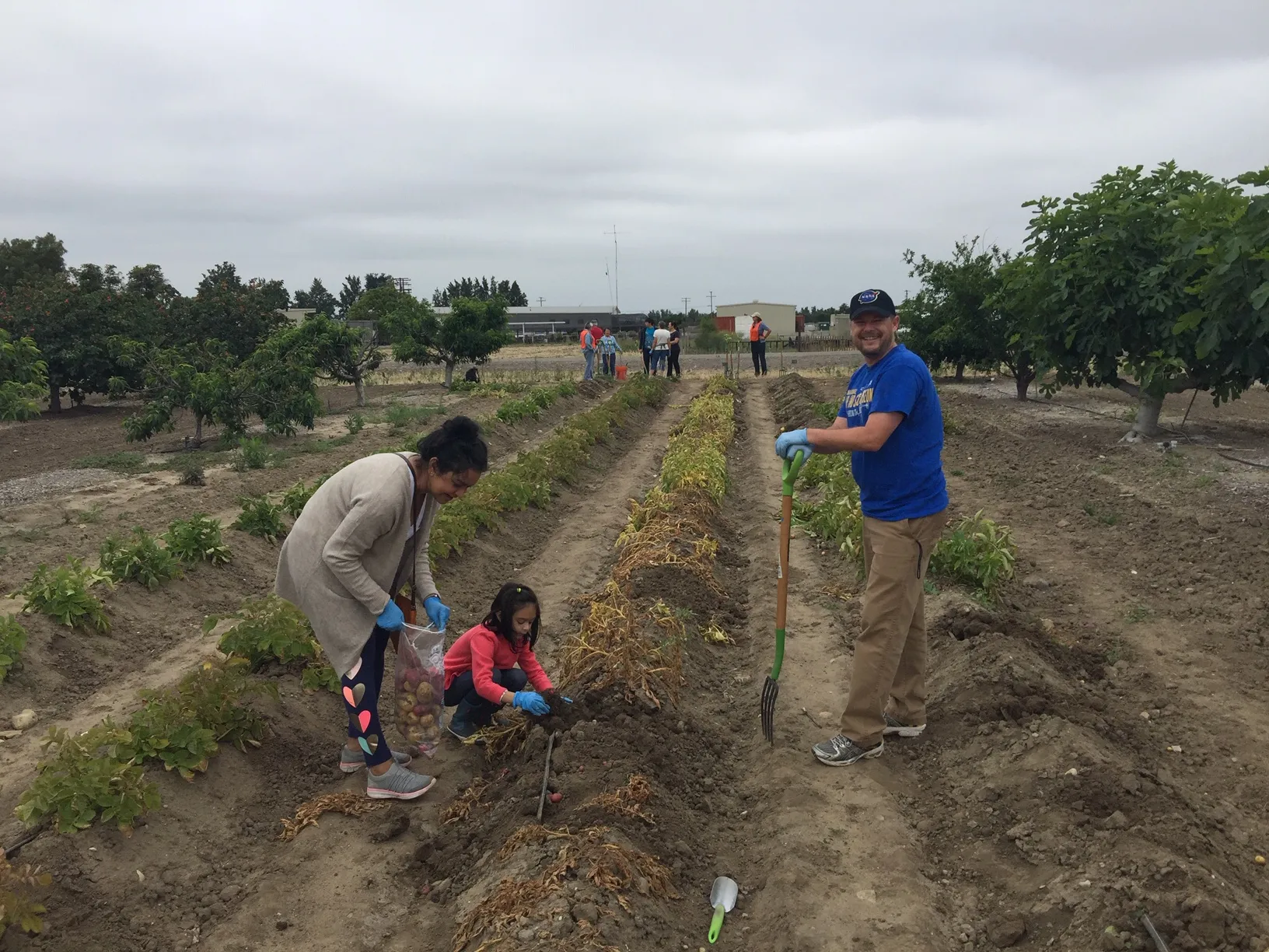 Three u-pick attendees harvesting potatoes