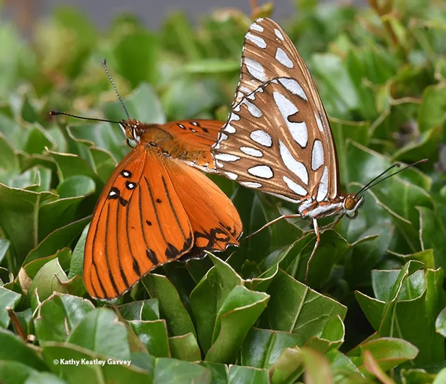 Gulf Fritillaries keeping busy on a pomegranate tree. (Photo by Kathy Keatley Garvey)