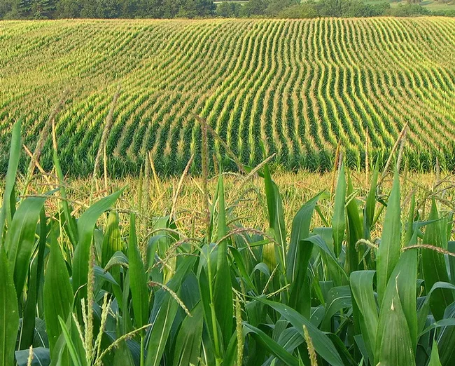 The Western corn rootworm ravages cornfields across the nation. This image was taken in Franklin, Pa. (Photo by Fishhawk of Flickr, Creative Commons)
