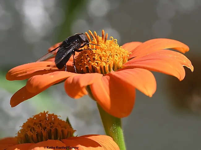"Aah, nectar!" A Mexican cactus fly, Copestylum mexicanum, on a Mexican sunflower, Tithonia rotundifolia, in Vacaville. (Photo by Kathy Keatley Garvey)