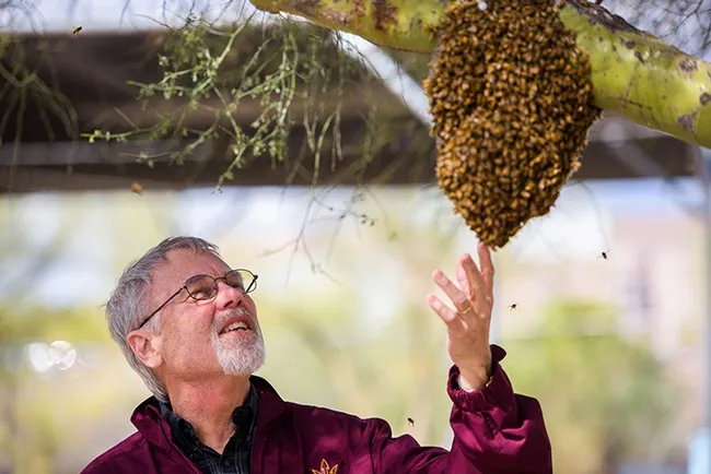 Robert E. Page Jr. examines a bee swarm. He is the author of a new book, "The Art of the Bee: Shaping the Environment from Landscapes to Societies."
