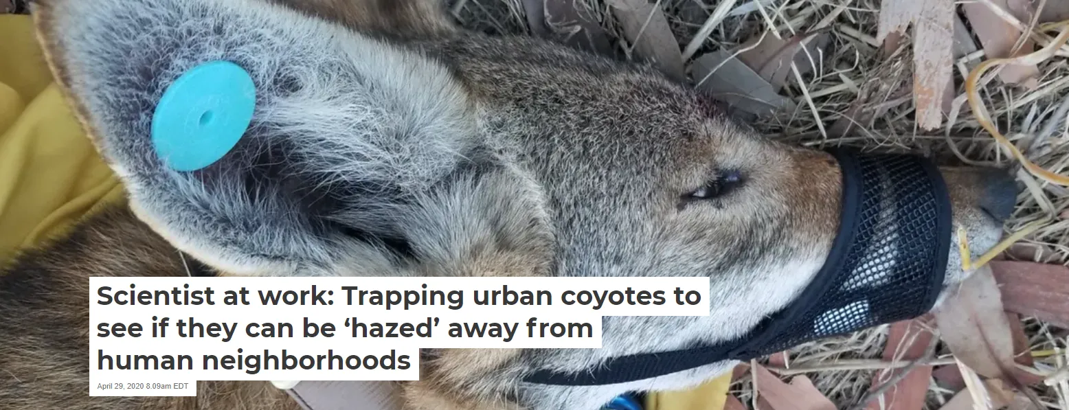 coyote-banner