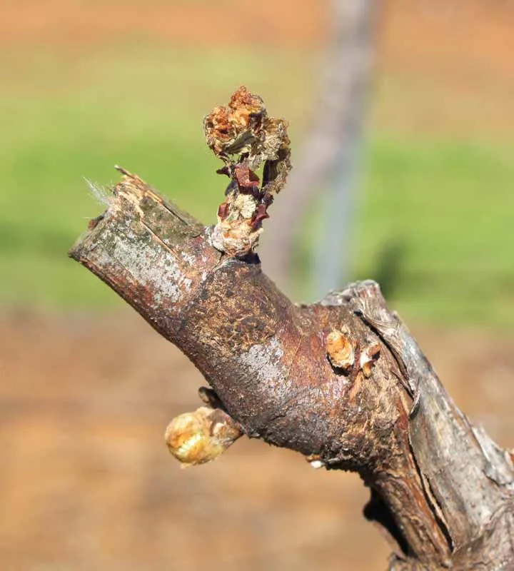 Bud Death Frost