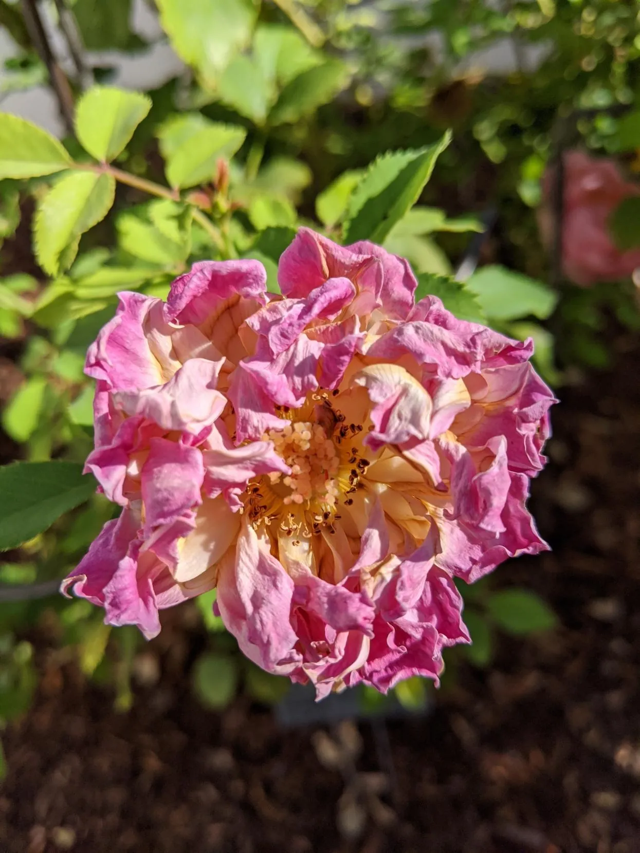 IMG_20200729_082702
