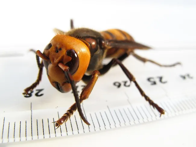 This is a female Vespa mandarinia japonica by Yasunori Koide. (Creative Commons photo)