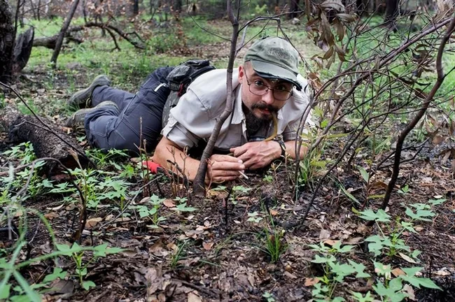 Ant specialist Brendon Boudinot searching for ants at the Southwest Research Station in Chiricahua Mountains near Portal, Arizona. (Photo by Roberto Keller, National Museum of Natural History and Science, Portugal)