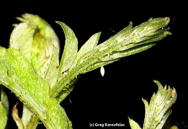 This is the egg of the California dogface butterfly, Zerene eurydice. (Photo by Greg Kareofelas)
