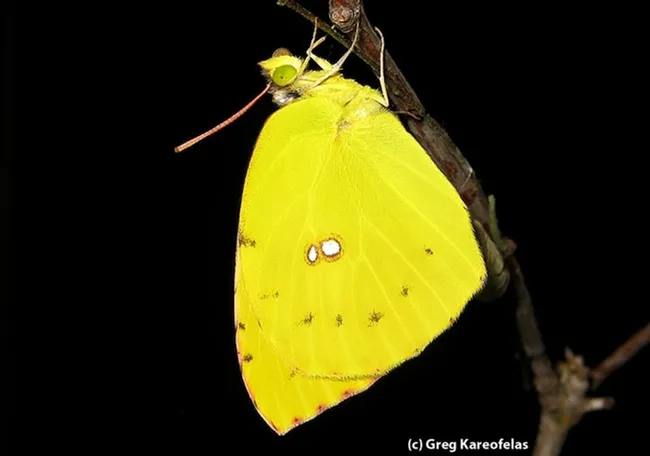 An adult California dogface butterfly reared by Greg Kareofelas. (Photo by Greg Kareofelas)