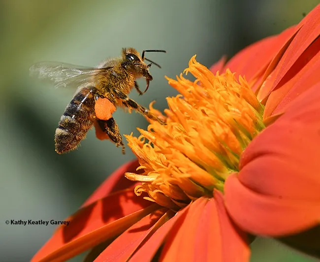 A honey bee foraging on a Mexican sunflower (Tithonia) has almost reaching its loading limit. (Photo by Kathy Keatley Garvey)