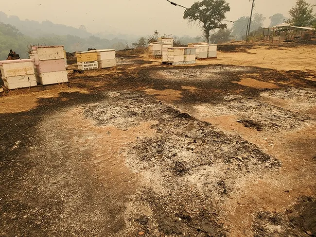 Destruction: The farm at 8307 Quail Canyon Road gone. (Photo courtesy of Caroline Yelle)