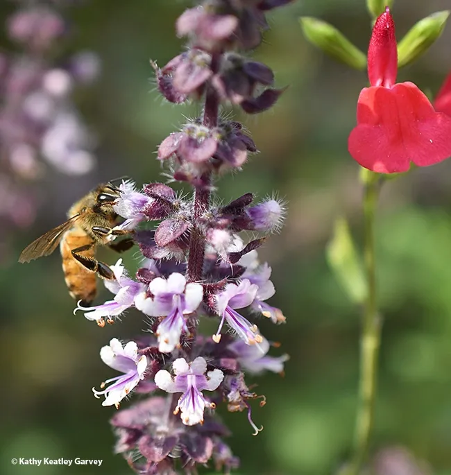A honey bee nectaring on African blue basil in Vacaville, Calif. At right is Salvia microphylla "Hot Lips." (Photo by Kathy Keatley Garvey)