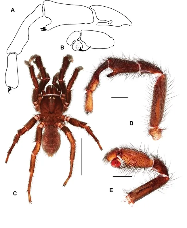 This is the male of the species, Cryptocteniza kawtak. (Image by Jason Bond)