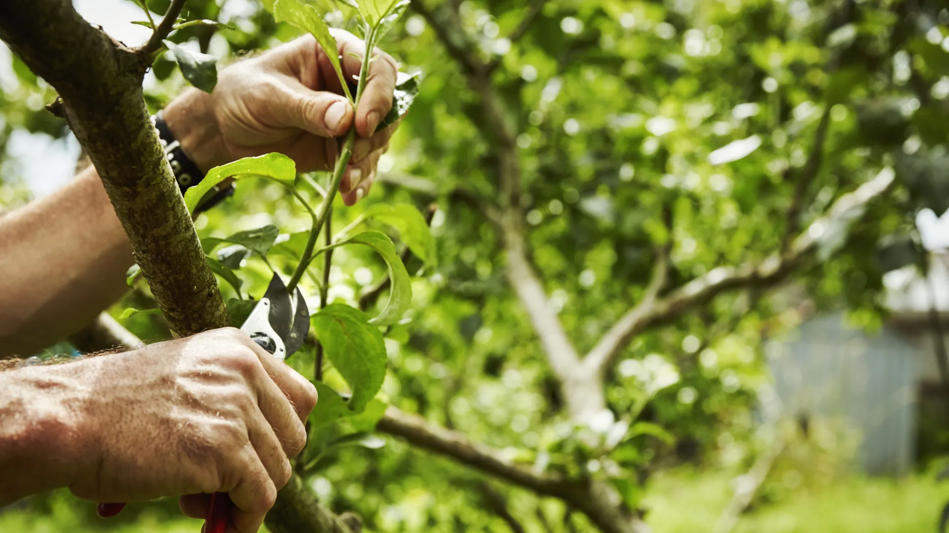 HANDS pruning