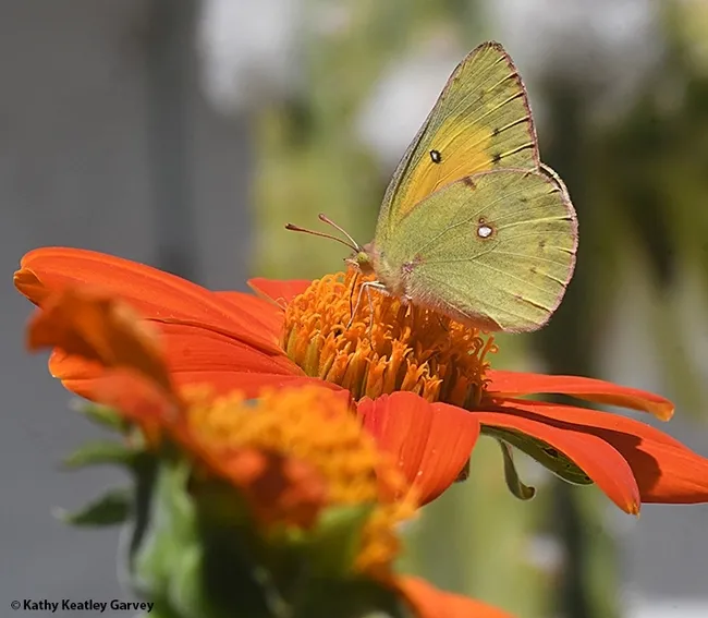 In its adult form, the alfalfa butterfly is attractive. In its larval form, it's a pest of alfalfa. (Photo by Kathy Keatley Garvey)