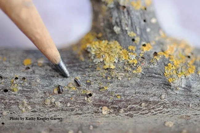 The walnut twig beetle, Pityophthorus juglandis, in association with a fungus, causes the thousand cankers disease. (Photo by Kathy Keatley Garvey)