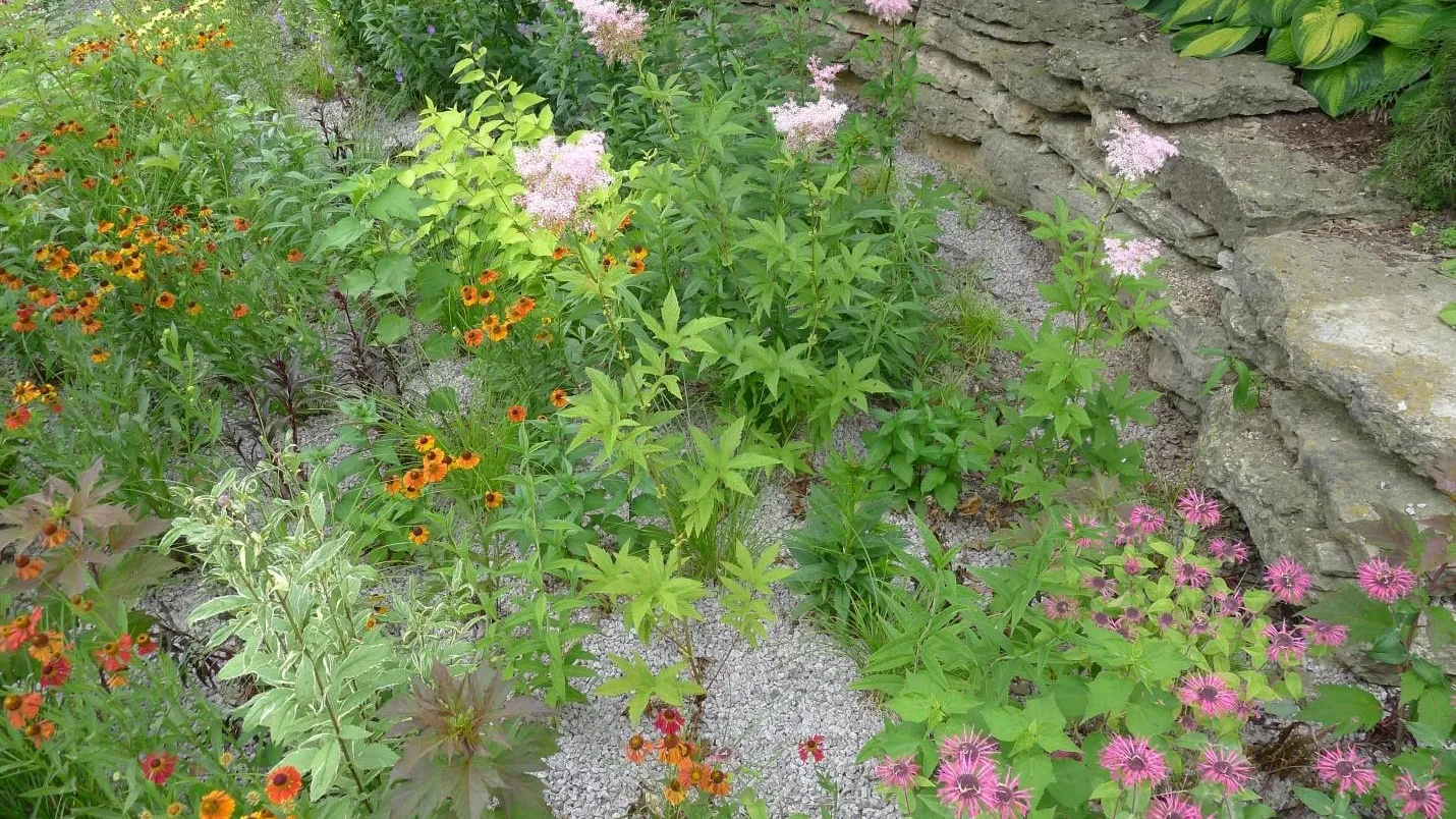 This informal rain garden incorporates plants and wildflowers alongside a permeable walkway. Credit: Wikimedia Commons