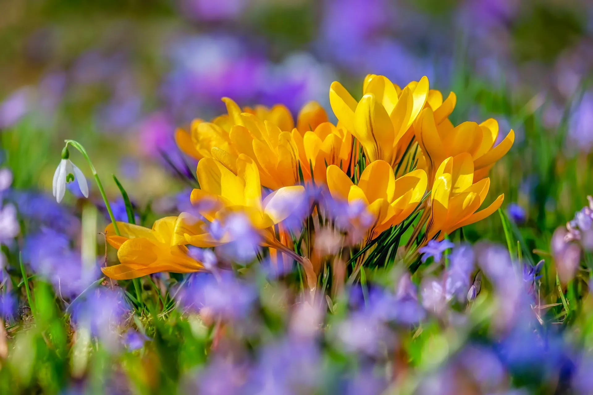 crocus-4030138_1920