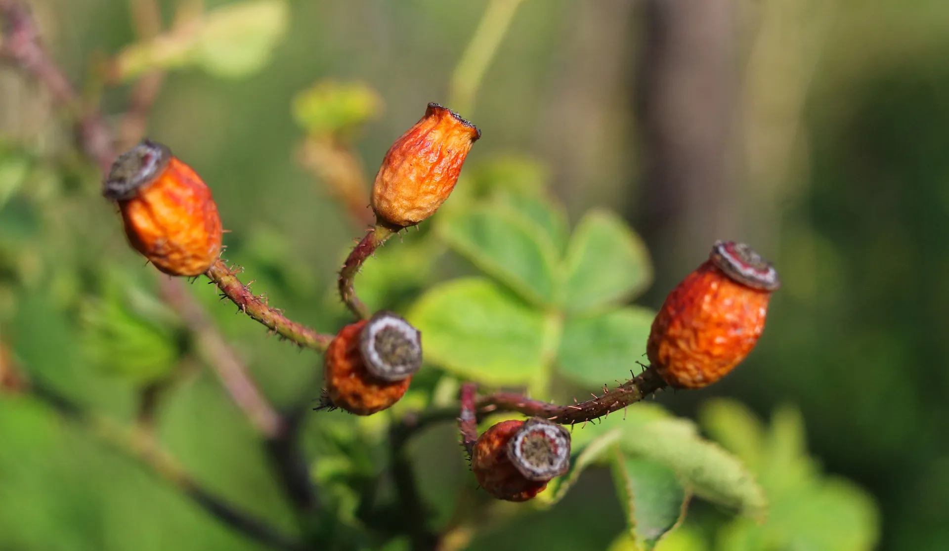 rose hips