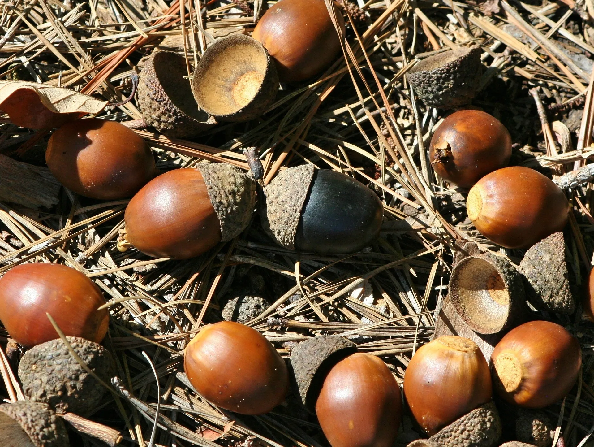 acorns