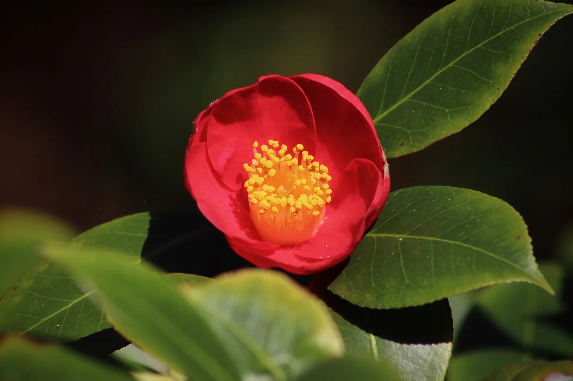 camellia-4075541_1920