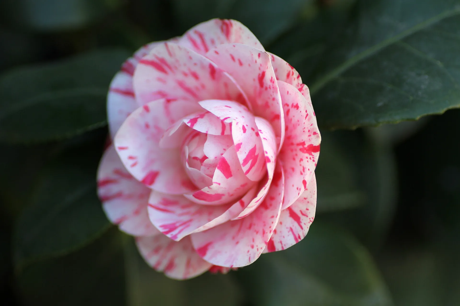 camellia-1224525_1920