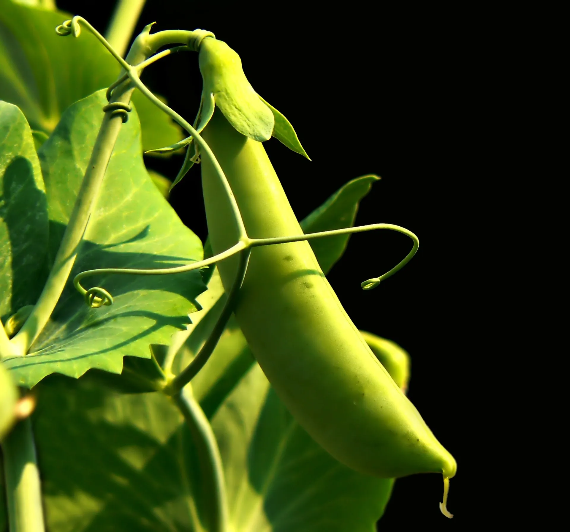snap pea