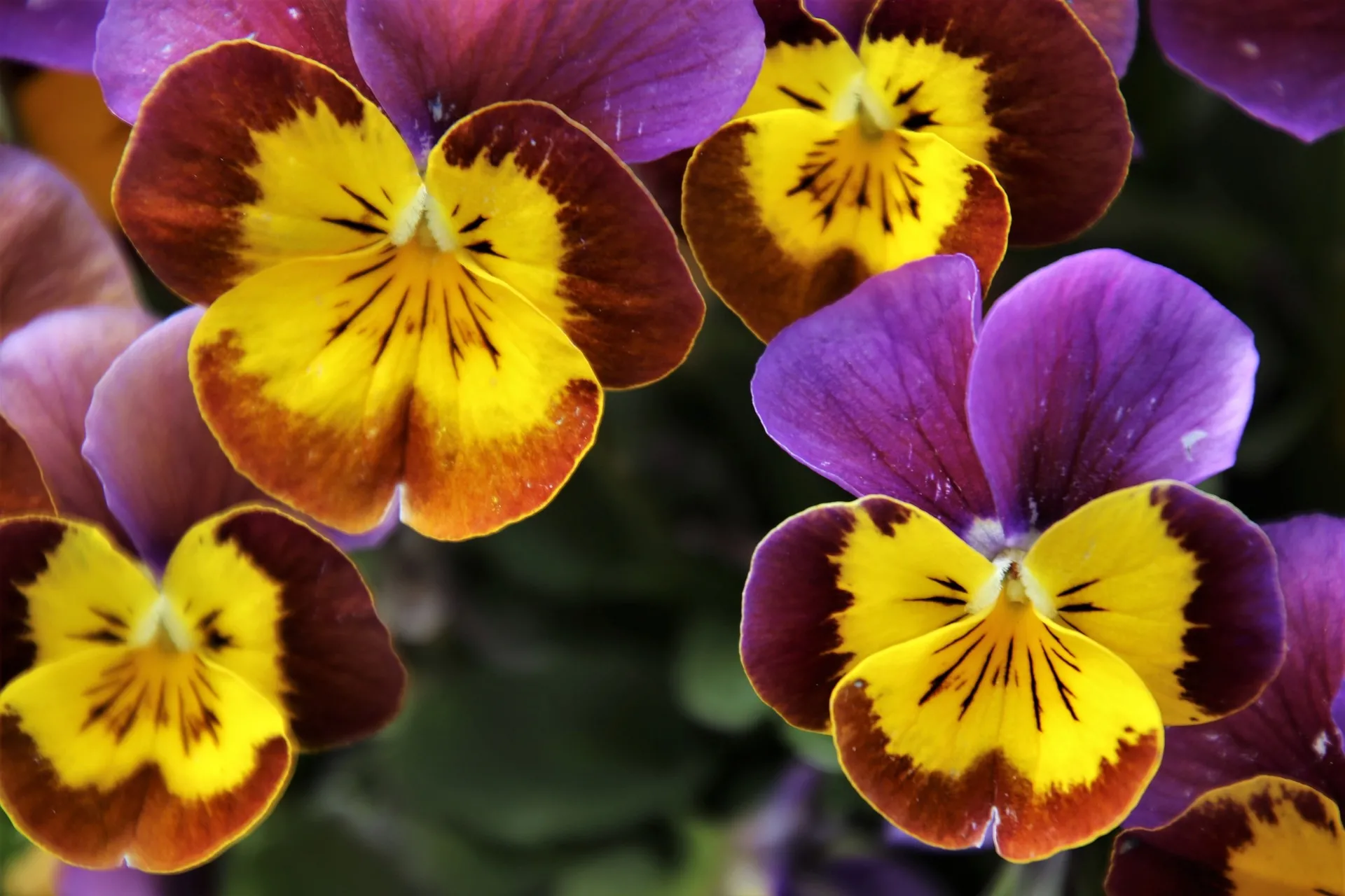 pansies