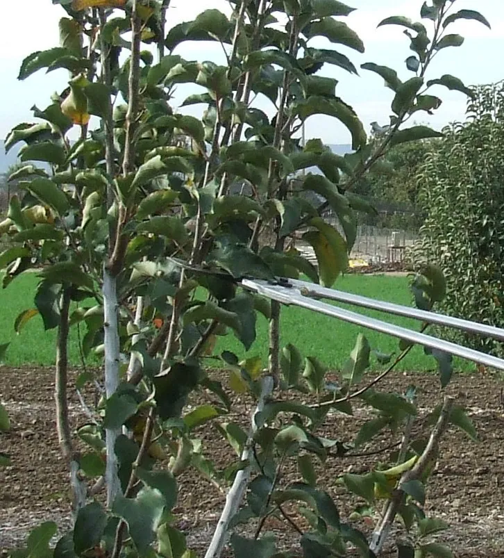 fruit tree pruning 011 (2)