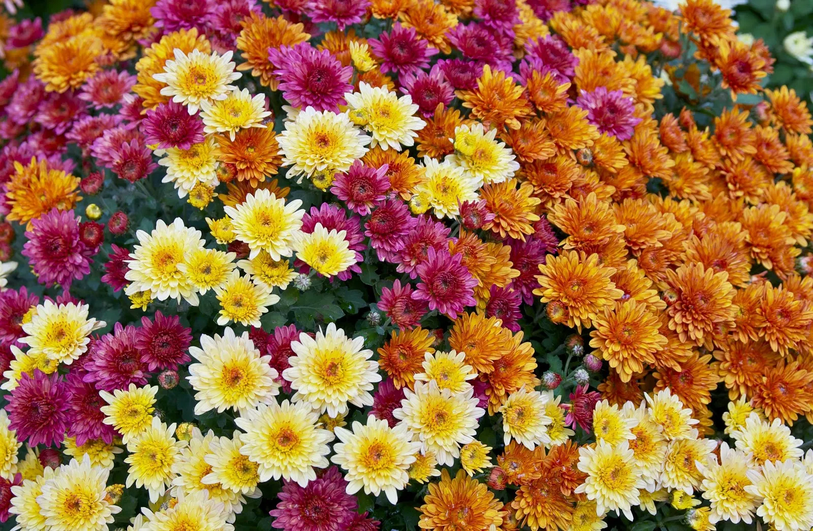 Chrysanthemum flowers are the source of pyrethrins, widely available insecticides that may be toxic to bees and fish. Photo: Wikimedia Commons