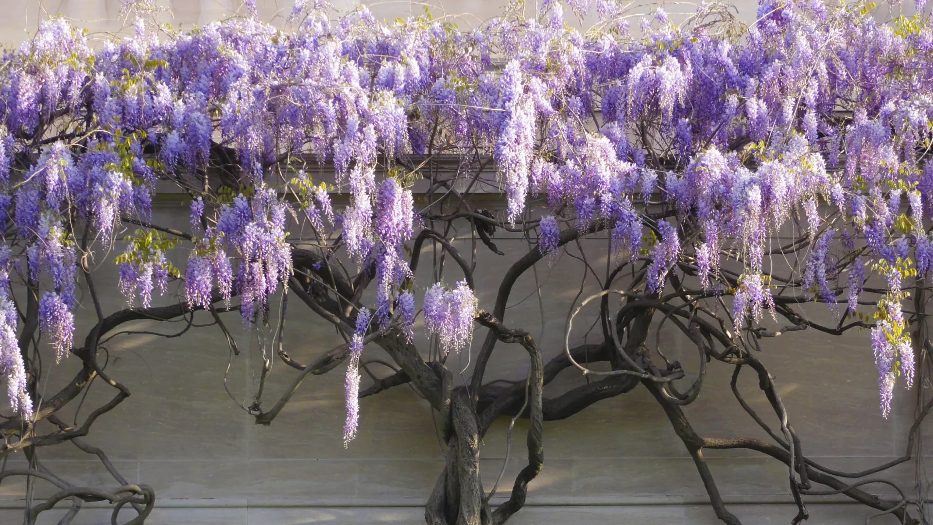 Wisteria sinensis, Wikimedia Commons