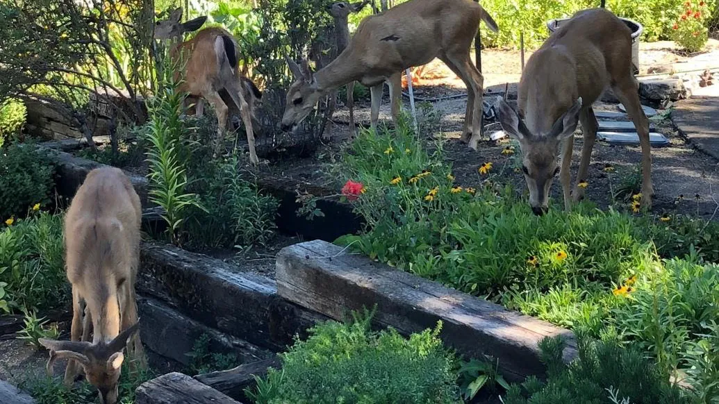 Deer tend to avoid plants that are smelly, wooly, prickly, or poisonous. Photo: Marie Narlock