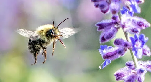 bumblebee