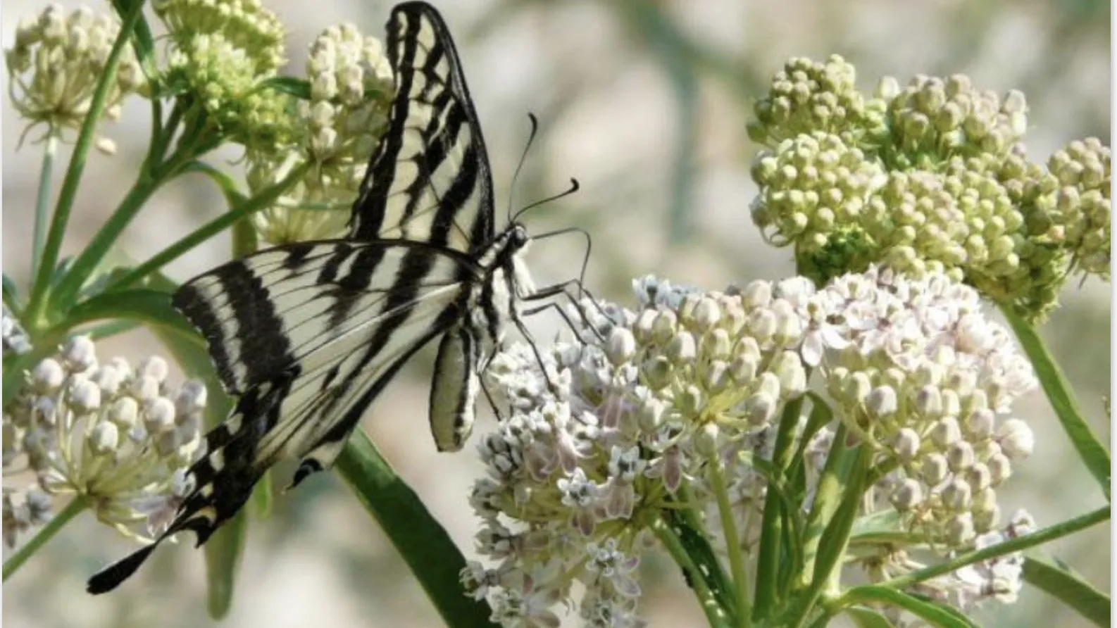 Narrow-leaf milkweed. PlantMaster